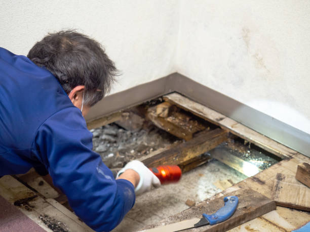 Best Local Mold Removal Service  in St Anthony, MN