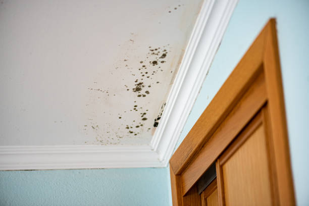 Best Home Mold Removal  in St Anthony, MN