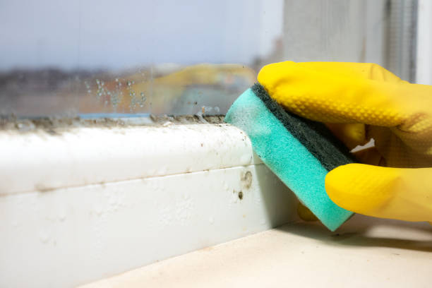 Best Toxic Mold Removal  in St Anthony, MN