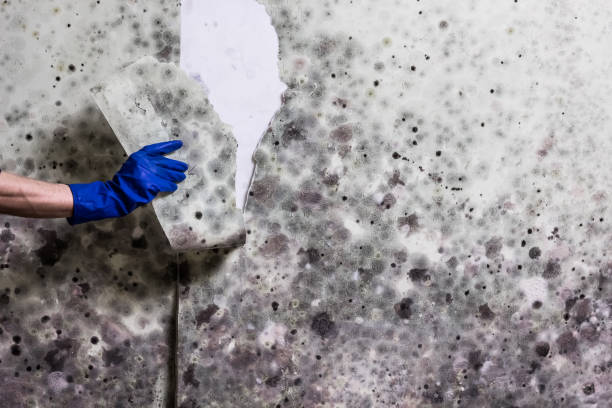 Professional Mold Removal in St Anthony, MN